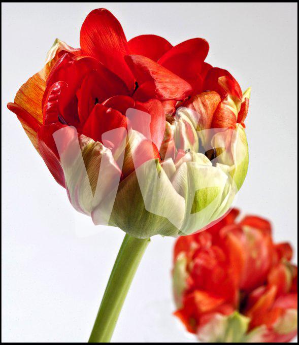 bloemen en planten vvbvanbree     1148